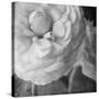 Dark Ranunculus II-Judy Stalus-Stretched Canvas