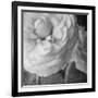 Dark Ranunculus II-Judy Stalus-Framed Photographic Print