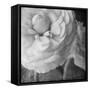 Dark Ranunculus II-Judy Stalus-Framed Stretched Canvas