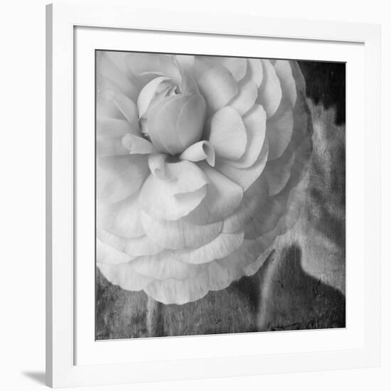 Dark Ranunculus II-Judy Stalus-Framed Photographic Print