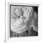 Dark Ranunculus II-Judy Stalus-Framed Photographic Print