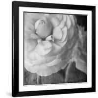 Dark Ranunculus II-Judy Stalus-Framed Photographic Print