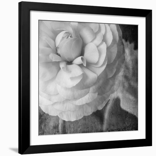 Dark Ranunculus II-Judy Stalus-Framed Photographic Print