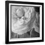 Dark Ranunculus II-Judy Stalus-Framed Photographic Print