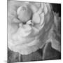 Dark Ranunculus II-Judy Stalus-Mounted Photographic Print