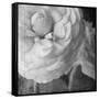 Dark Ranunculus II-Judy Stalus-Framed Stretched Canvas