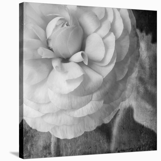 Dark Ranunculus II-Judy Stalus-Stretched Canvas