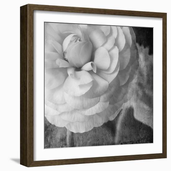 Dark Ranunculus II-Judy Stalus-Framed Photographic Print