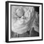 Dark Ranunculus II-Judy Stalus-Framed Photographic Print