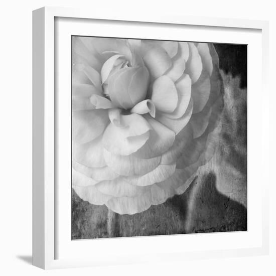 Dark Ranunculus II-Judy Stalus-Framed Photographic Print
