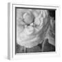 Dark Ranunculus II-Judy Stalus-Framed Photographic Print