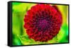 Dark red pompom ball dahlia blooming. Dahlia named Jessie G-William Perry-Framed Stretched Canvas