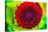 Dark red pompom ball dahlia blooming. Dahlia named Jessie G-William Perry-Stretched Canvas