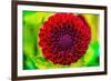 Dark red pompom ball dahlia blooming. Dahlia named Jessie G-William Perry-Framed Photographic Print