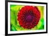 Dark red pompom ball dahlia blooming. Dahlia named Jessie G-William Perry-Framed Photographic Print