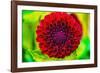 Dark red pompom ball dahlia blooming. Dahlia named Jessie G-William Perry-Framed Photographic Print