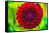 Dark red pompom ball dahlia blooming. Dahlia named Jessie G-William Perry-Framed Stretched Canvas