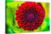 Dark red pompom ball dahlia blooming. Dahlia named Jessie G-William Perry-Stretched Canvas