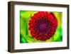 Dark red pompom ball dahlia blooming. Dahlia named Jessie G-William Perry-Framed Photographic Print