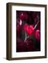 Dark Red-Philippe Sainte-Laudy-Framed Photographic Print