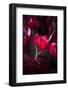 Dark Red-Philippe Sainte-Laudy-Framed Photographic Print