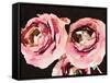 Dark Roses-Emily Navas-Framed Stretched Canvas