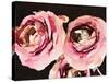 Dark Roses-Emily Navas-Stretched Canvas