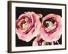 Dark Roses-Emily Navas-Framed Art Print