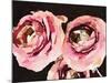 Dark Roses-Emily Navas-Mounted Art Print