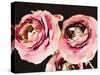 Dark Roses-Emily Navas-Stretched Canvas