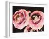 Dark Roses-Emily Navas-Framed Art Print