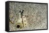 Dark-Shouldered Snake Eel Head in the Sandy Ocean Floor-Reinhard Dirscherl-Framed Stretched Canvas