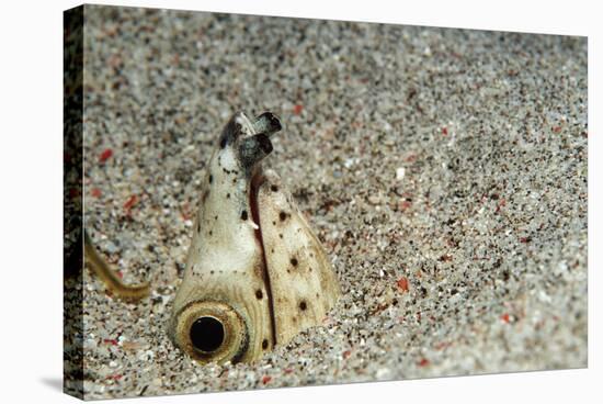 Dark-Shouldered Snake Eel Head in the Sandy Ocean Floor-Reinhard Dirscherl-Stretched Canvas