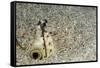 Dark-Shouldered Snake Eel Head in the Sandy Ocean Floor-Reinhard Dirscherl-Framed Stretched Canvas