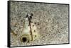 Dark-Shouldered Snake Eel Head in the Sandy Ocean Floor-Reinhard Dirscherl-Framed Stretched Canvas