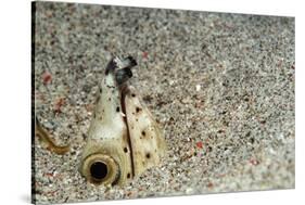 Dark-Shouldered Snake Eel Head in the Sandy Ocean Floor-Reinhard Dirscherl-Stretched Canvas