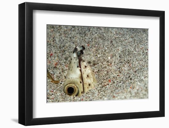 Dark-Shouldered Snake Eel Head in the Sandy Ocean Floor-Reinhard Dirscherl-Framed Premium Photographic Print