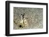 Dark-Shouldered Snake Eel Head in the Sandy Ocean Floor-Reinhard Dirscherl-Framed Premium Photographic Print