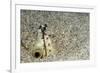 Dark-Shouldered Snake Eel Head in the Sandy Ocean Floor-Reinhard Dirscherl-Framed Photographic Print