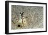 Dark-Shouldered Snake Eel Head in the Sandy Ocean Floor-Reinhard Dirscherl-Framed Photographic Print