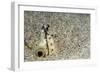 Dark-Shouldered Snake Eel Head in the Sandy Ocean Floor-Reinhard Dirscherl-Framed Photographic Print