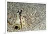 Dark-Shouldered Snake Eel Head in the Sandy Ocean Floor-Reinhard Dirscherl-Framed Photographic Print