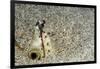 Dark-Shouldered Snake Eel Head in the Sandy Ocean Floor-Reinhard Dirscherl-Framed Photographic Print