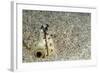 Dark-Shouldered Snake Eel Head in the Sandy Ocean Floor-Reinhard Dirscherl-Framed Photographic Print