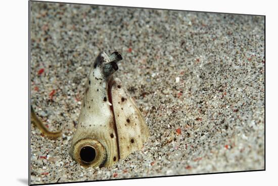 Dark-Shouldered Snake Eel Head in the Sandy Ocean Floor-Reinhard Dirscherl-Mounted Photographic Print