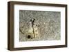 Dark-Shouldered Snake Eel Head in the Sandy Ocean Floor-Reinhard Dirscherl-Framed Photographic Print