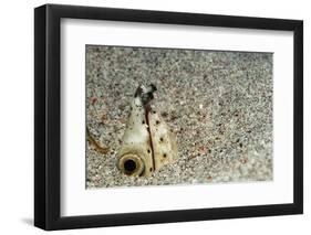 Dark-Shouldered Snake Eel Head in the Sandy Ocean Floor-Reinhard Dirscherl-Framed Photographic Print