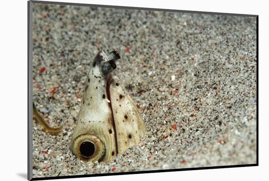 Dark-Shouldered Snake Eel Head in the Sandy Ocean Floor-Reinhard Dirscherl-Mounted Photographic Print