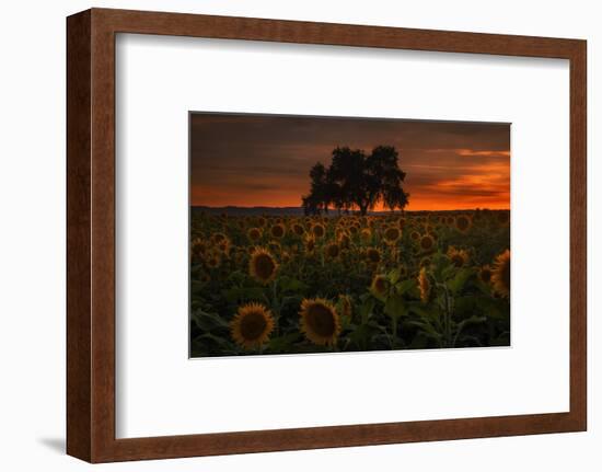 Dark Star Burn - Sunflower Magic-Vincent James-Framed Photographic Print