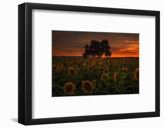 Dark Star Burn - Sunflower Magic-Vincent James-Framed Photographic Print